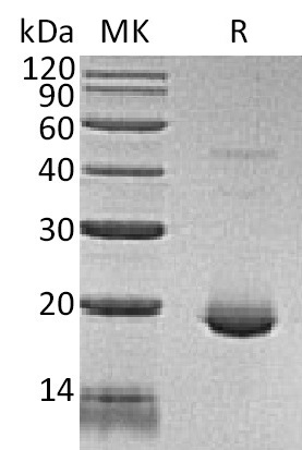 Human IL-6+SDS-PAGE.jpg